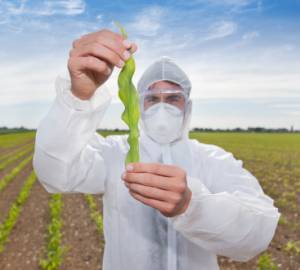 What’s the Fuss About GMO?