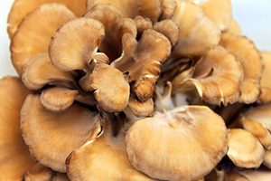 Dementia Prevented and Reversed with These Common Mushrooms