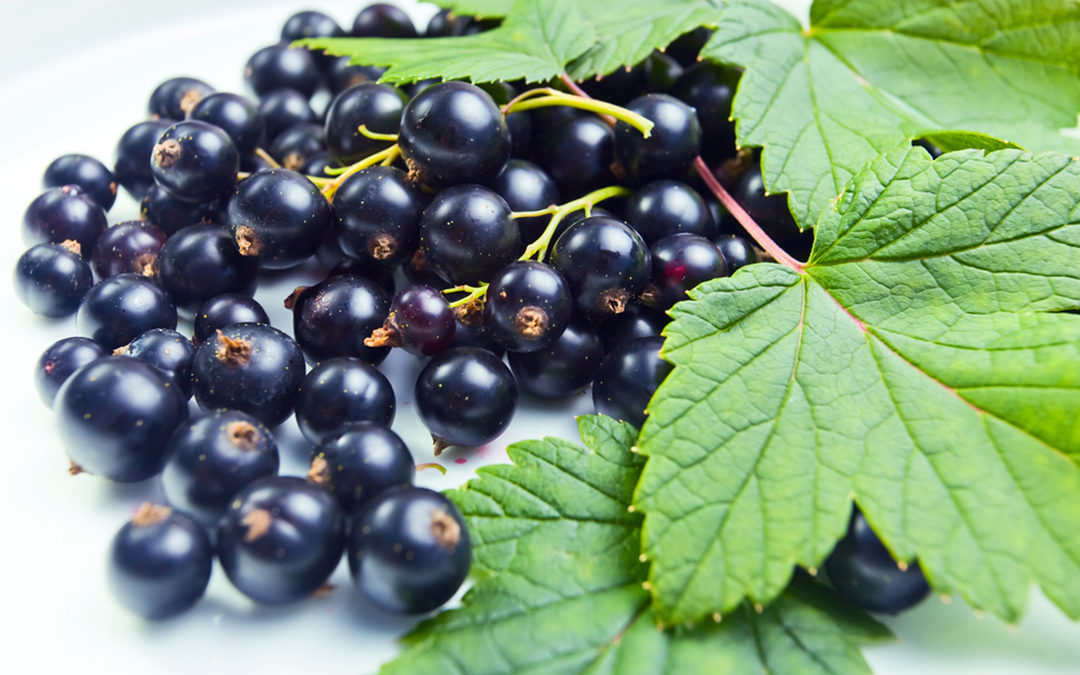 Common Berries Heal High Blood Pressure and Diabetes