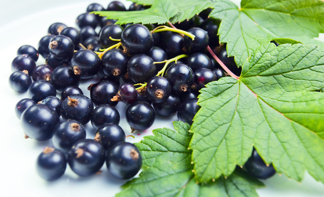 Common Berries Heal High Blood Pressure and Diabetes