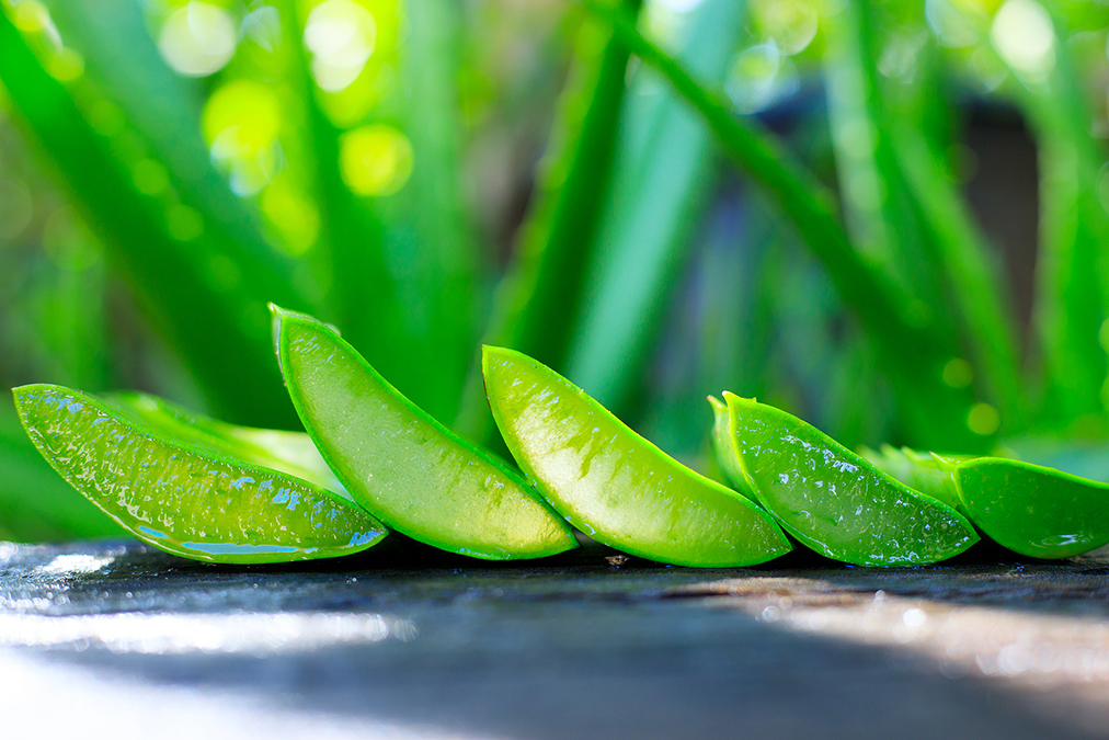 Does Aloe Vera Help For Hemorrhoids (Surprise!)