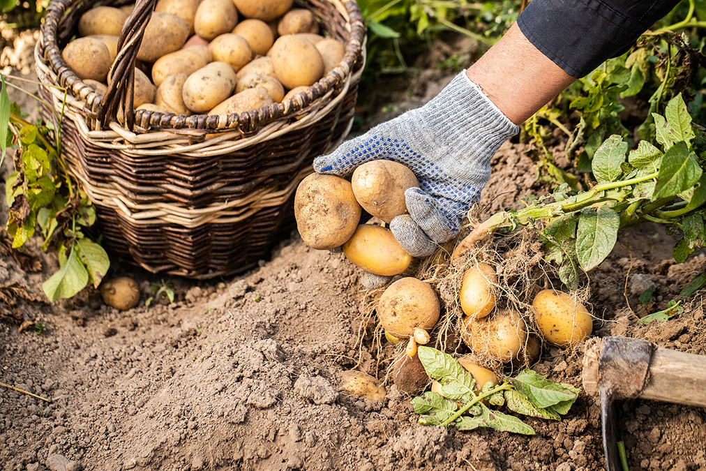 This “Junk Food” Veggie Drops High Blood Pressure