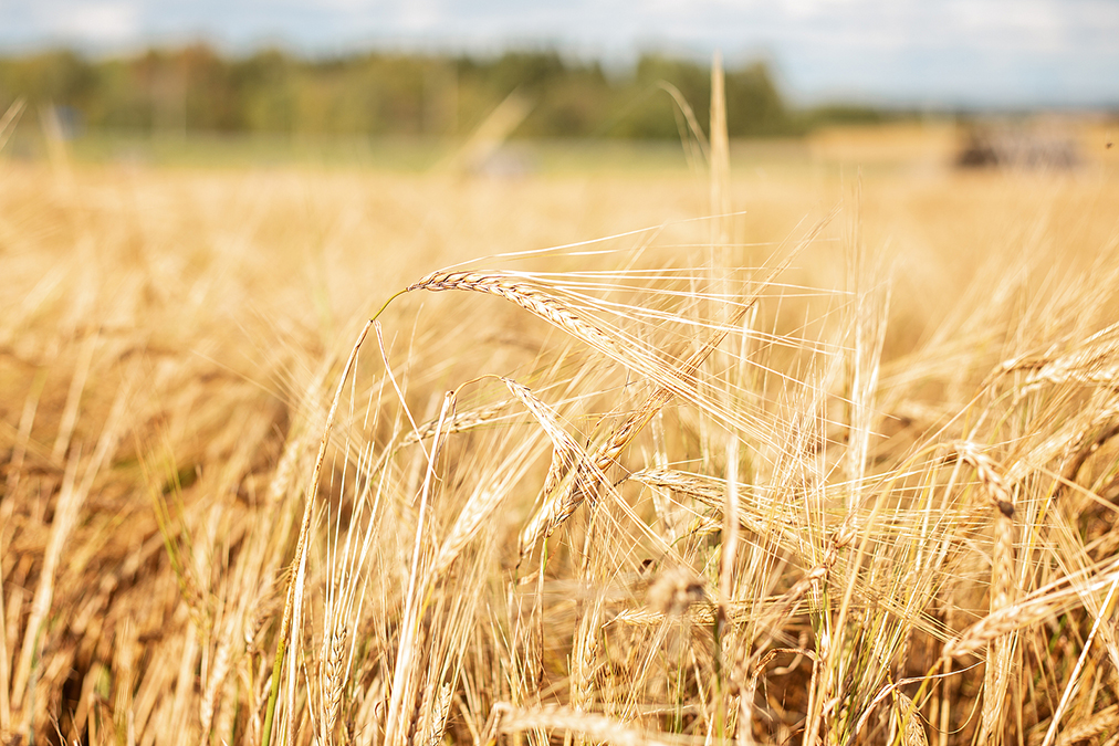 Cholesterol-Lowering Animal Feed For Humans Discovered