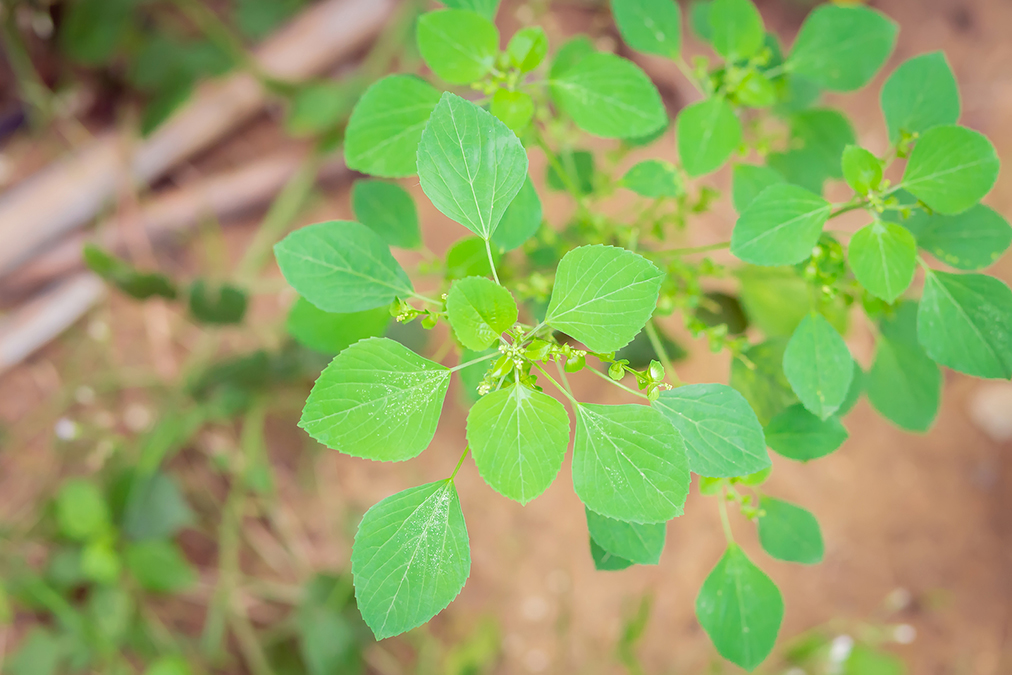 This Leaf Heals Gout (better than drugs)