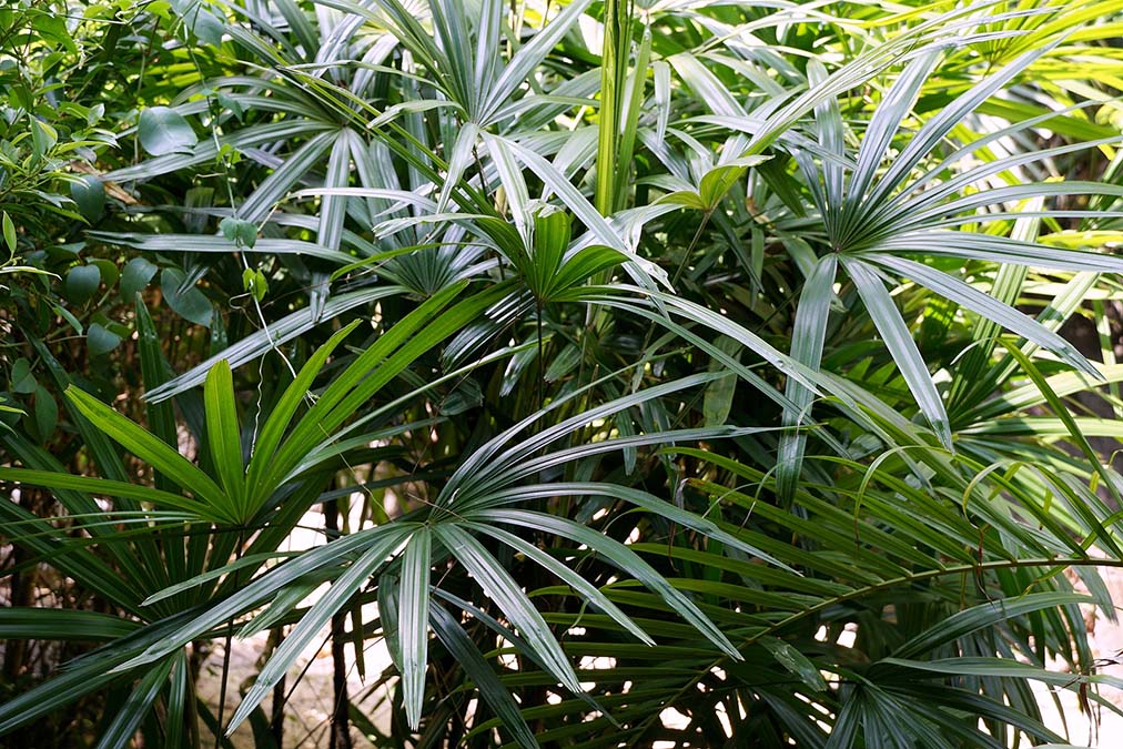 This Plant Shrinks Enlarged Prostate Better Than Drugs