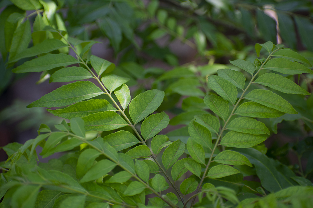 These Herbs Kill Nail Fungus (Cheap and Effective)