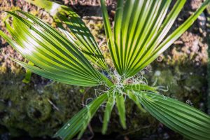 This Prostate Herb Heals European Men, Not Americans