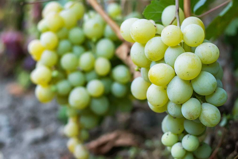 Tasty Fruit Cures High Blood Pressure