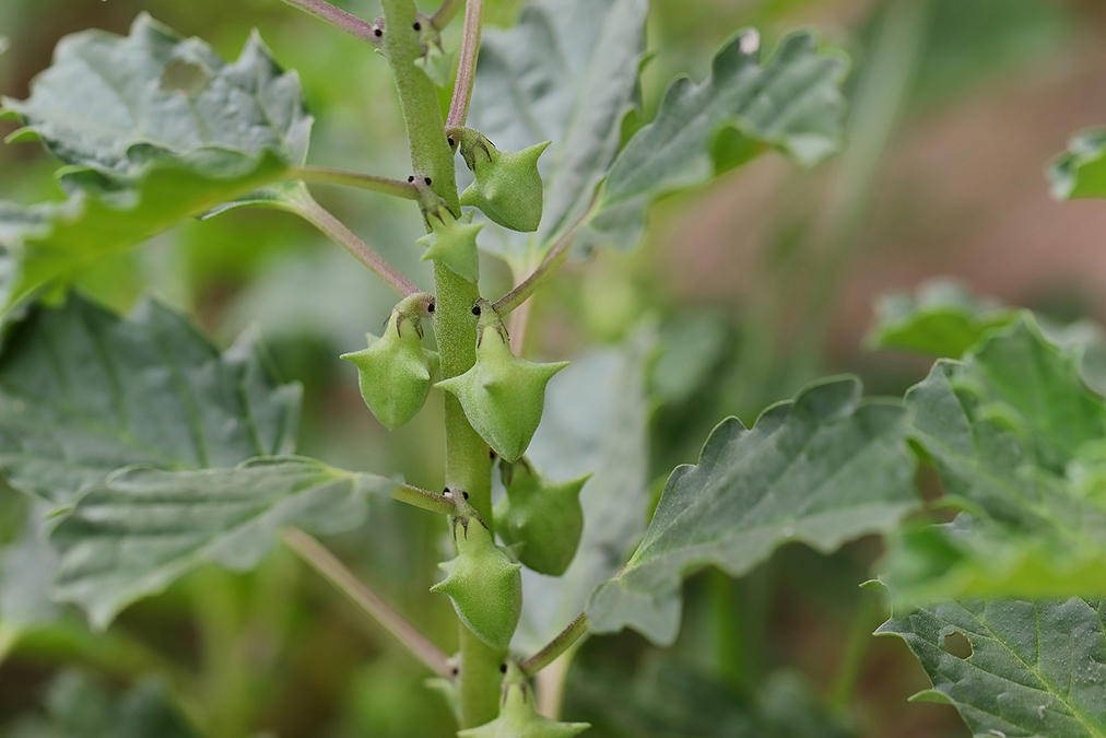 This ancient plant eliminates ED