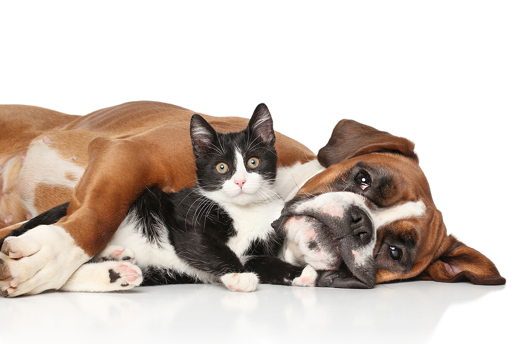 These pets protect you from Dementia