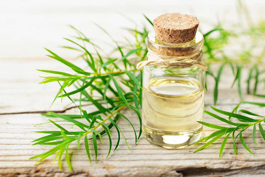 This plant oil kills Nail Fungus fast